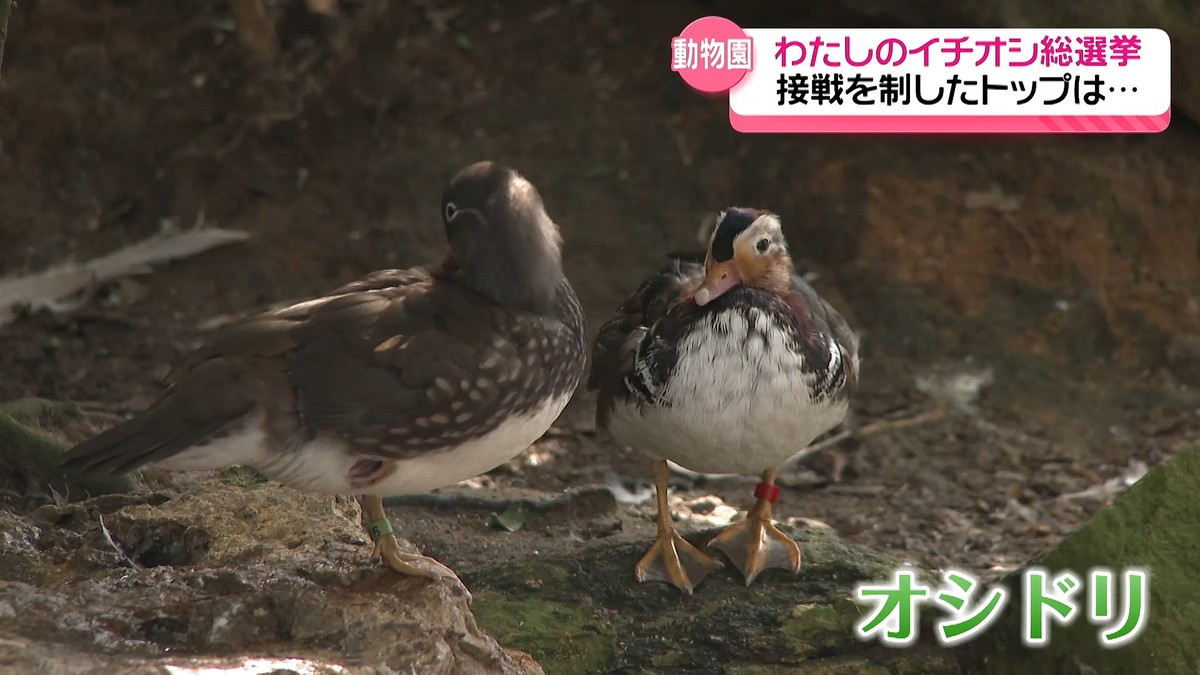 【画像】いしかわ動物園わたしのイチオシ総選挙 レッサーパンダ3連覇逃す…獲得票数1位は? 5/11 - ライブドアニュース