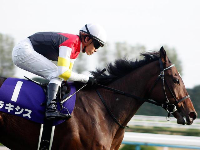 ミラージュナイトの母のラキシス(14年11月撮影、ユーザー提供:ななみさん)