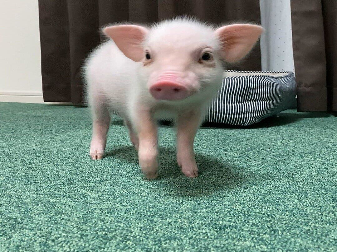 100日後に食われるブタ の飼い主を直撃 食べるかどうかは 未定 ライブドアニュース