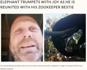 飼育員と2か月ぶりの再会でゾウが大興奮(画像は『Storytrender 2020年7月16日付「ELEPHANT TRUMPETS WITH JOY AS HE IS REUNITED WITH HIS ZOOKEEPER BESTIE」』のスクリーンショット)