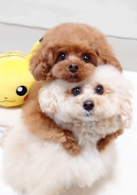 スノーマントイプードルちゃん DIY作り方100均⁄セリアのもこもこモールで作るトイプードル⁄犬の作り方　#モールドール　#モール人形　#手作り