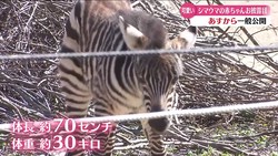 RKC��������