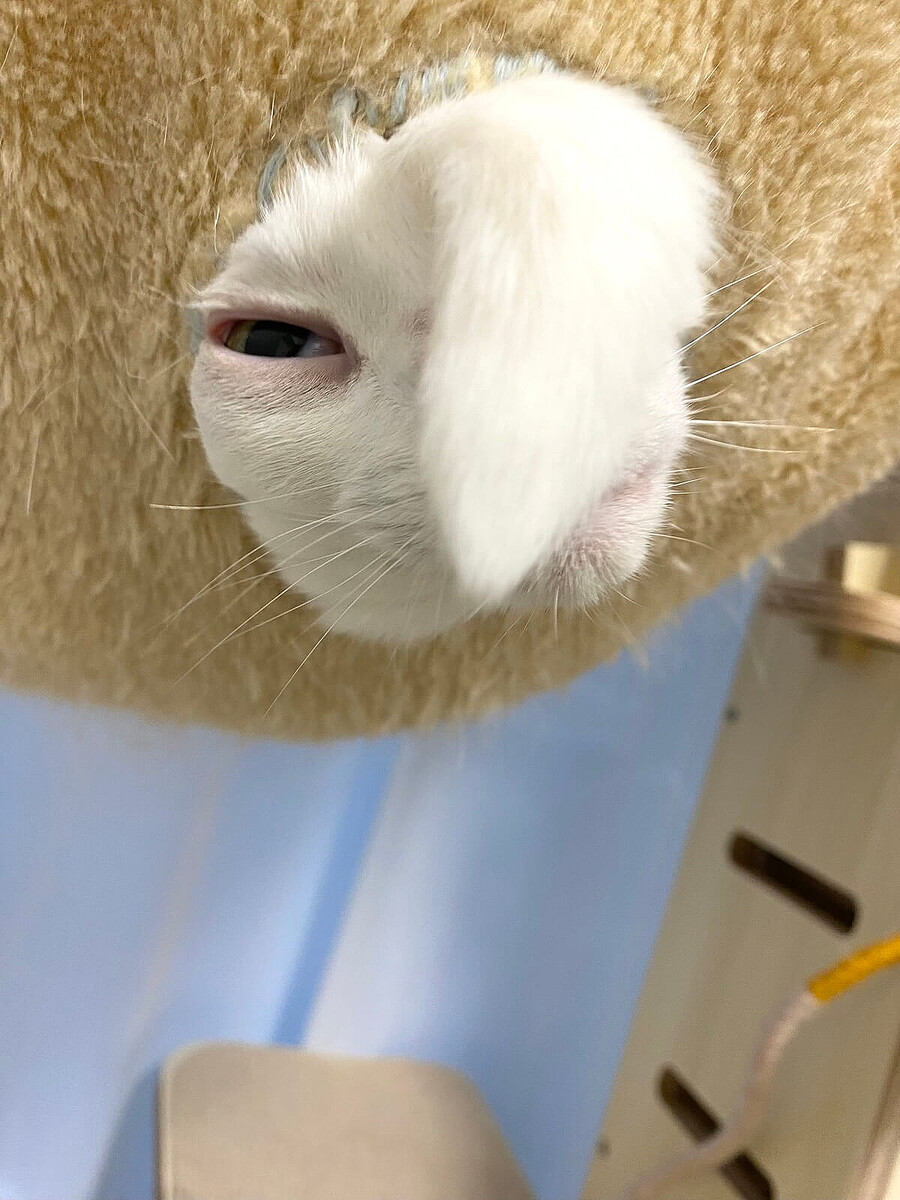 【前髪垂らした知らない動物。】 笑いが止まらんw」「なんですかこの珍獣」穴から顔を出す猫のヘア